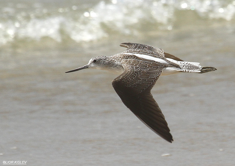    Common Greenshank Tringa nebularia Maagan Michael , Israel 29-09-12